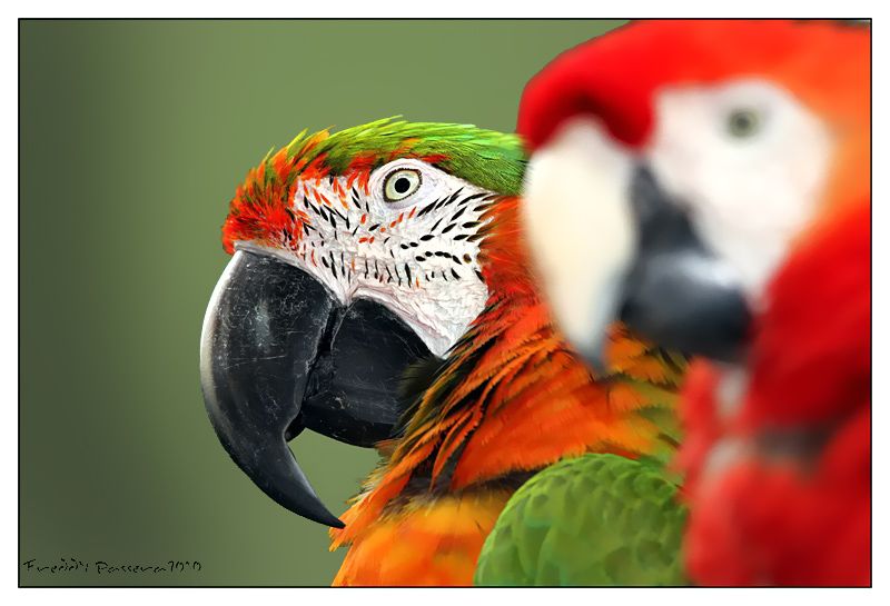 "GUACAMAYO VERDE (military macaw)" de Freddy Passera