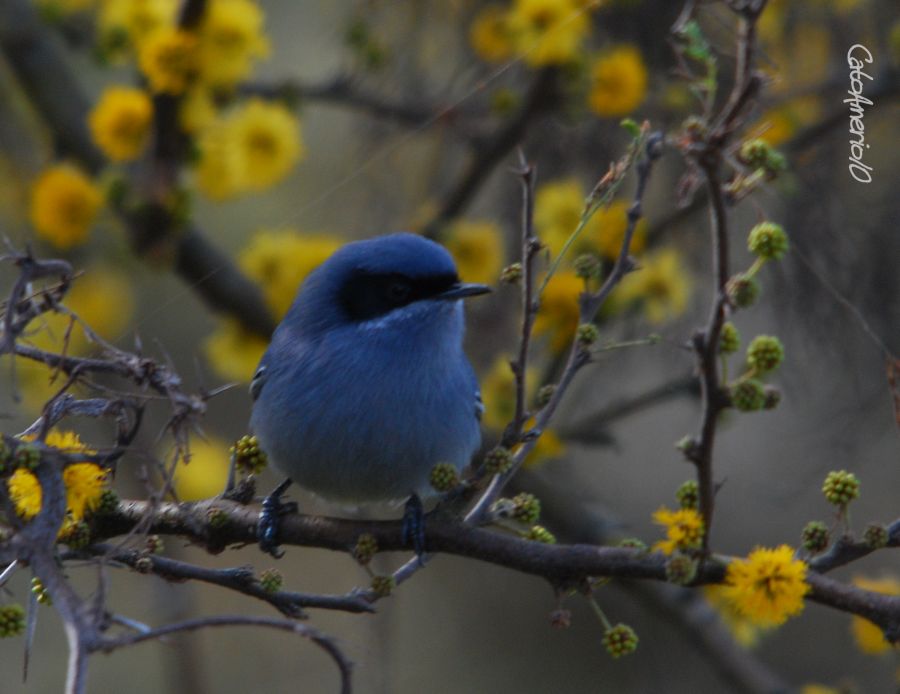 "Tacuarita Azul en flor" de Carlos Amerio (cato)
