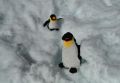 Pingus en la nieve