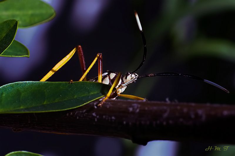 "Insecto curioso" de Hctor Martn Tabuyo