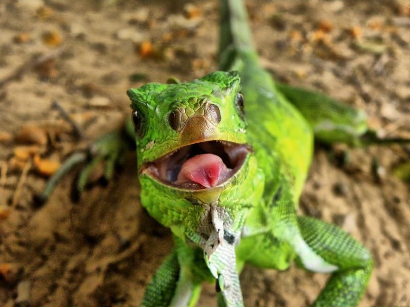 "Iguana en Libertad" de Patxi Larrauri