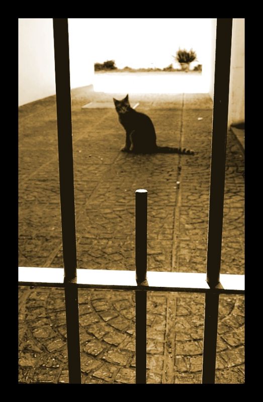 "Gato encerrado" de Bernarda Ballesteros
