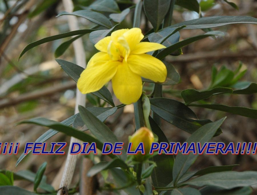 "Felizz Primaveraaaa!!!!!!!!!!" de Nora Lilian Iturbide ( Noral )