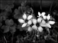 Primavera en blanco y negro