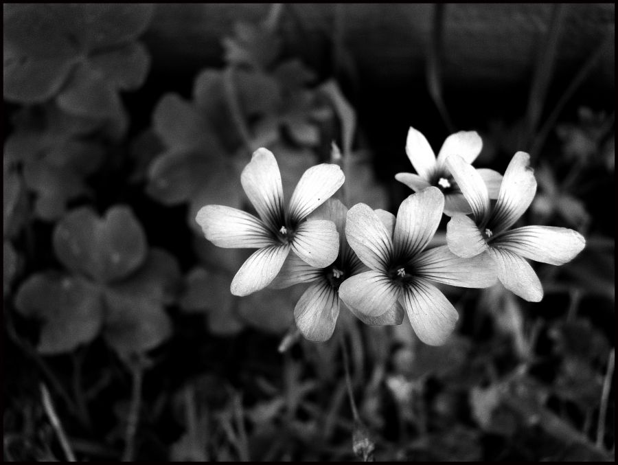"Primavera en blanco y negro" de Virginia Rapallini