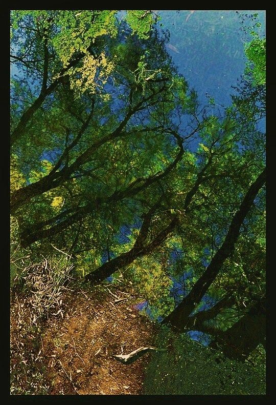 "El bosque sumergido" de Bernarda Ballesteros