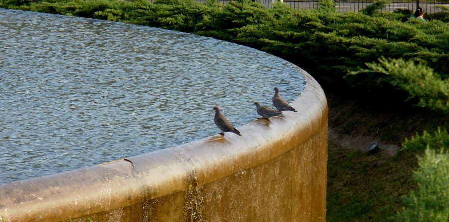 "al agua.... palomas!!!" de Mercedes Orden