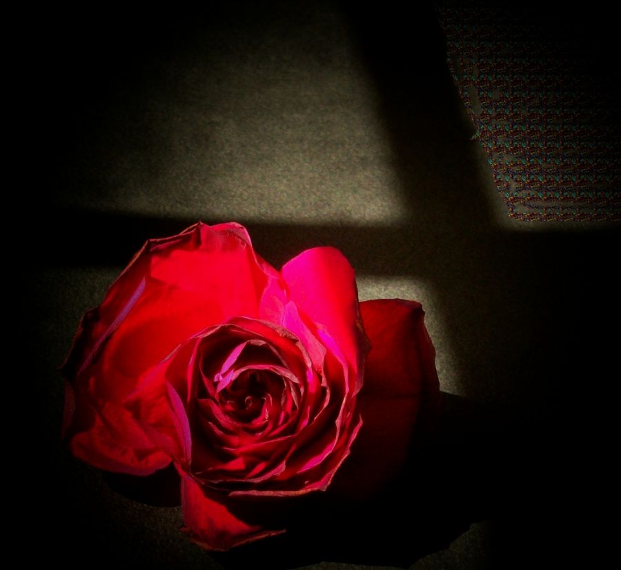 "rejas de hierro,rosas de grana." de Beatriz Di Marzio