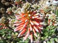 Aloe florecido