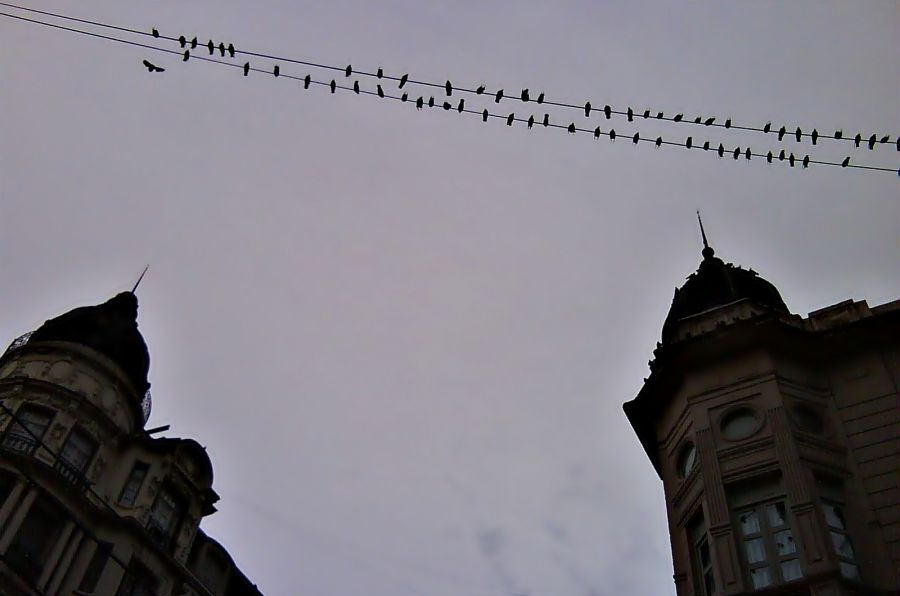 "Tender de palomas I" de Silvia Chamorro