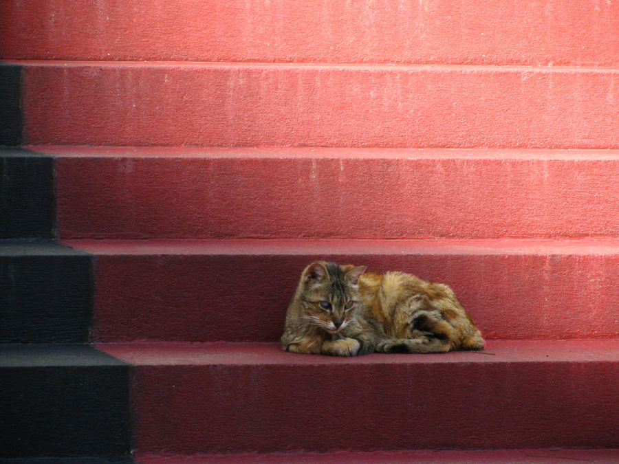 "gata en escalera roja" de Jorge Mariscotti (piti)