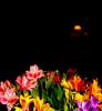 la lmpara y ls flores