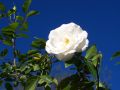Simplemente una rosa blanca..