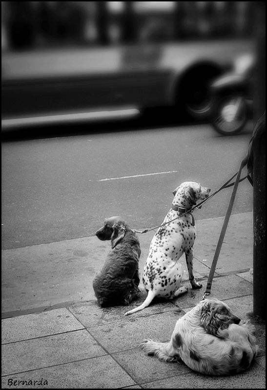 "Pobres perros ricos" de Bernarda Ballesteros