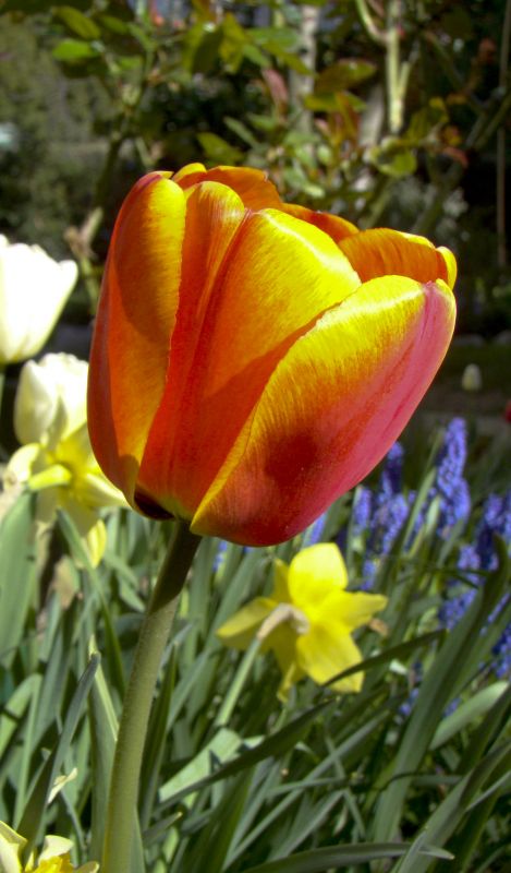 "Tulipan" de Gaston E. Polese