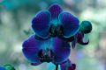 Orquidea azul
