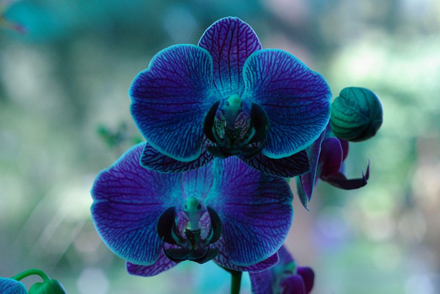 "Orquidea azul" de Ricardo Luis Zedler