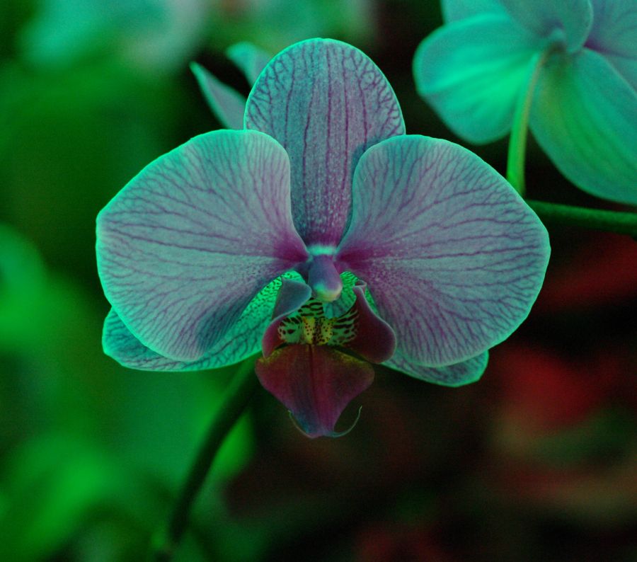 "Orquidea lila" de Ricardo Luis Zedler