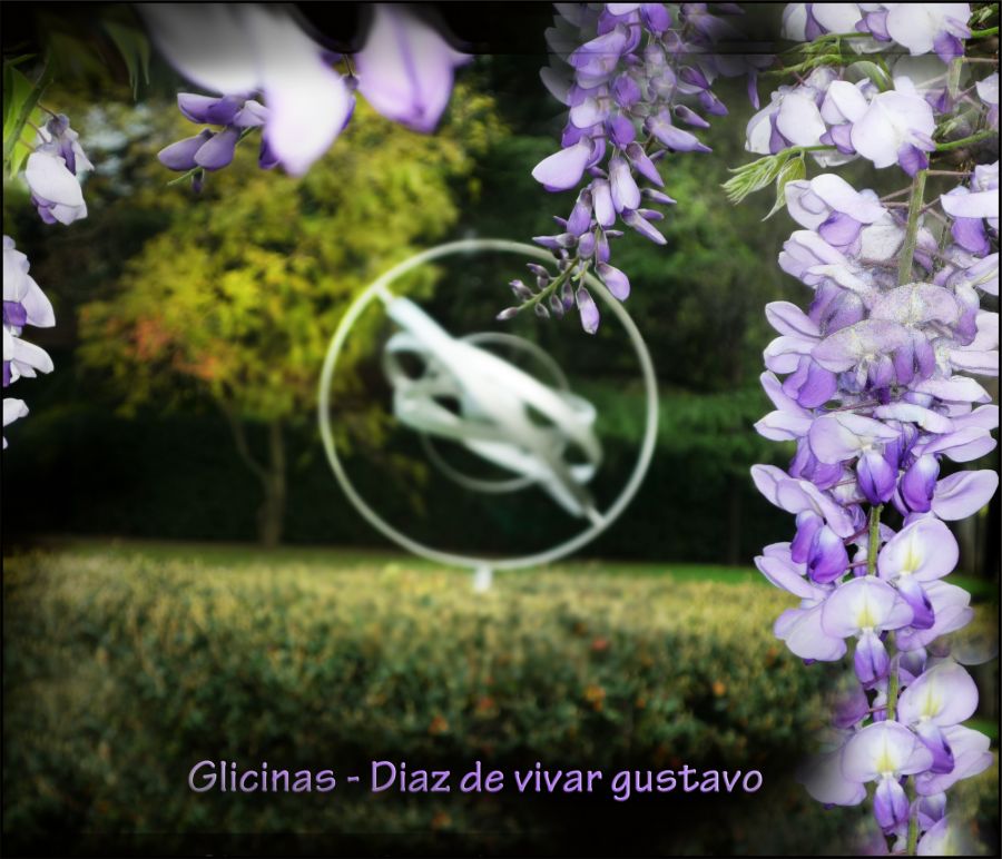 "Glicinas" de Gustavo Diaz de Vivar