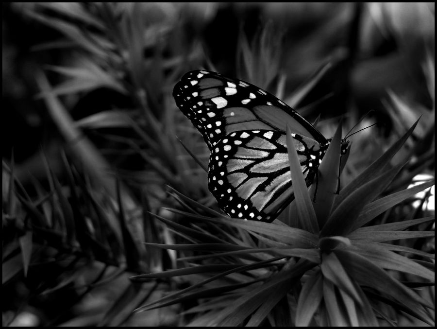 "Mariposa sin colores" de Virginia Rapallini