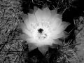 Flor de cactus Byn
