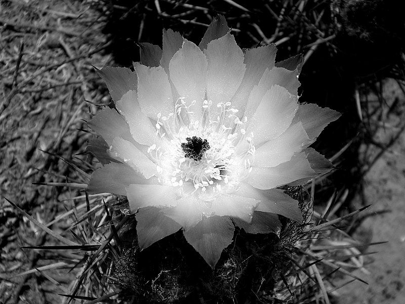 "Flor de cactus Byn" de Raquel Perazo