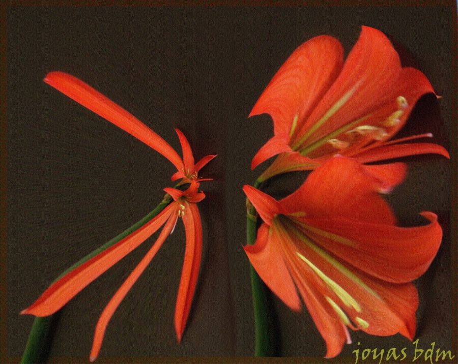 "flores de la mente-tulipan-" de Beatriz Di Marzio