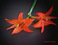 flor naranja- la cultiv como tulipan