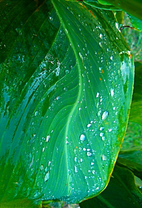 "Hoja verde despues de la lluvia" de Nora Lilian Iturbide ( Noral )