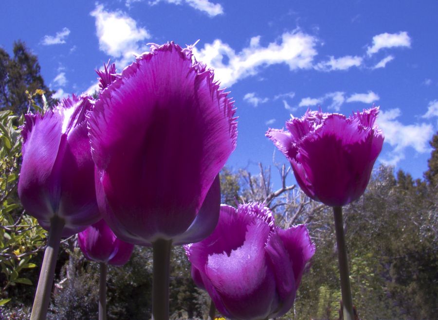 "Tulipanes Violeta" de Gaston E. Polese