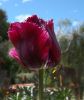 Tulipanes Violeta II