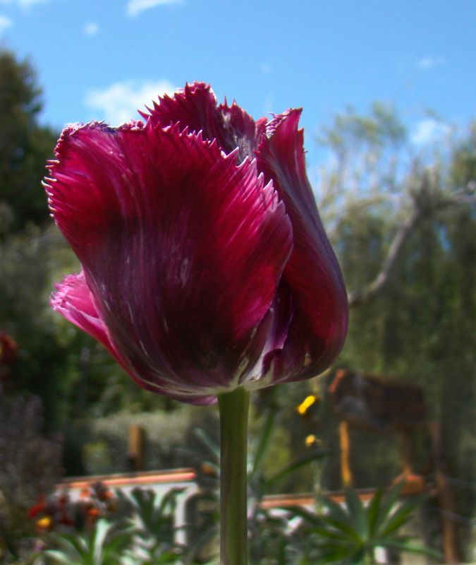 "Tulipanes Violeta II" de Gaston E. Polese