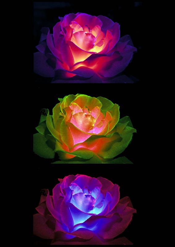 "Tres rosas" de Daniel Gil Feilberg