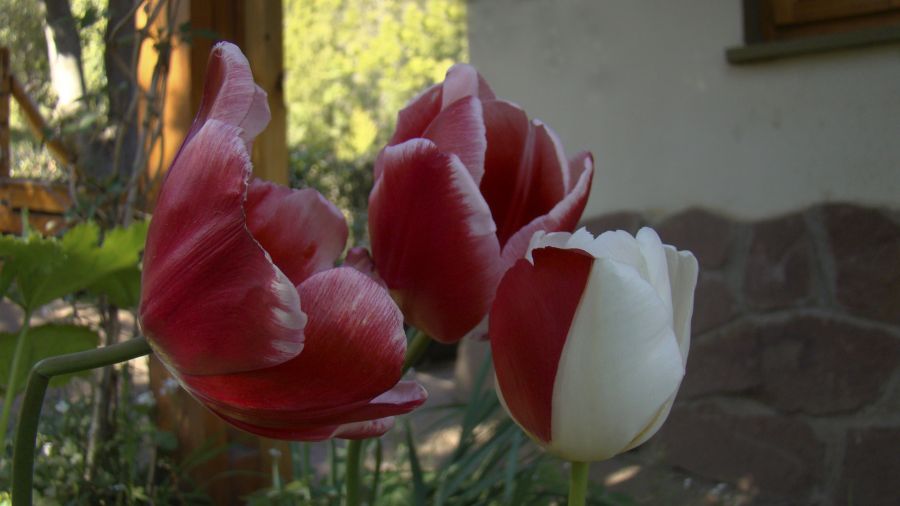 "Tulipan a 2 colores." de Gaston E. Polese