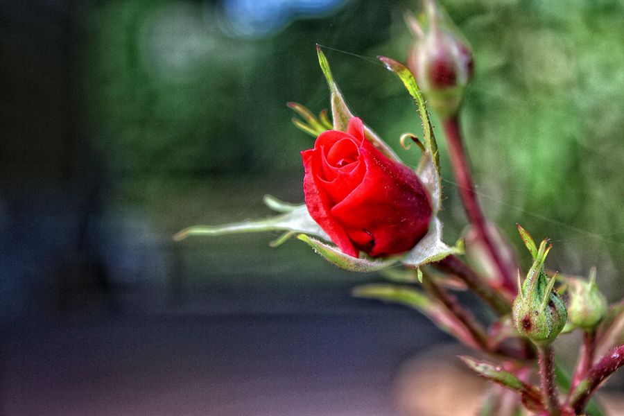 "Rosa Roja" de Stella Maris Kippke