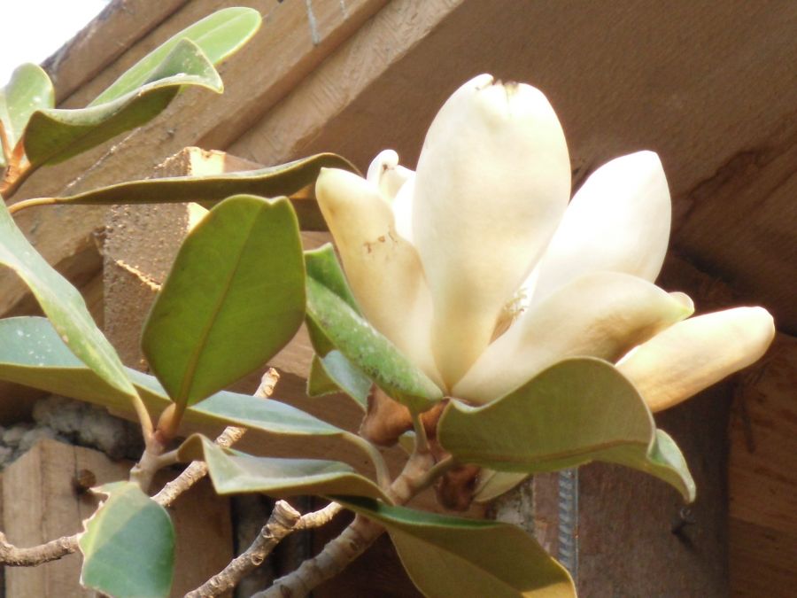 "magnolia" de Ana Maria Real