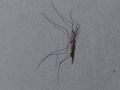 Mosquito ?? 2