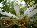 Flor de bahuhinia