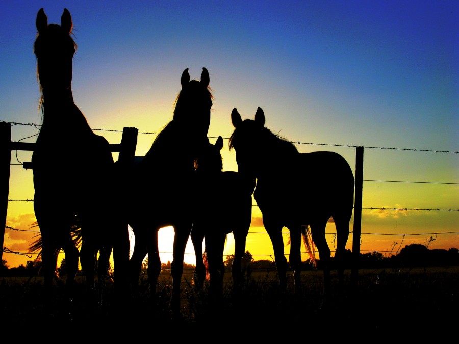 "Sus caballos" de Jorge Zanguitu Fernandez
