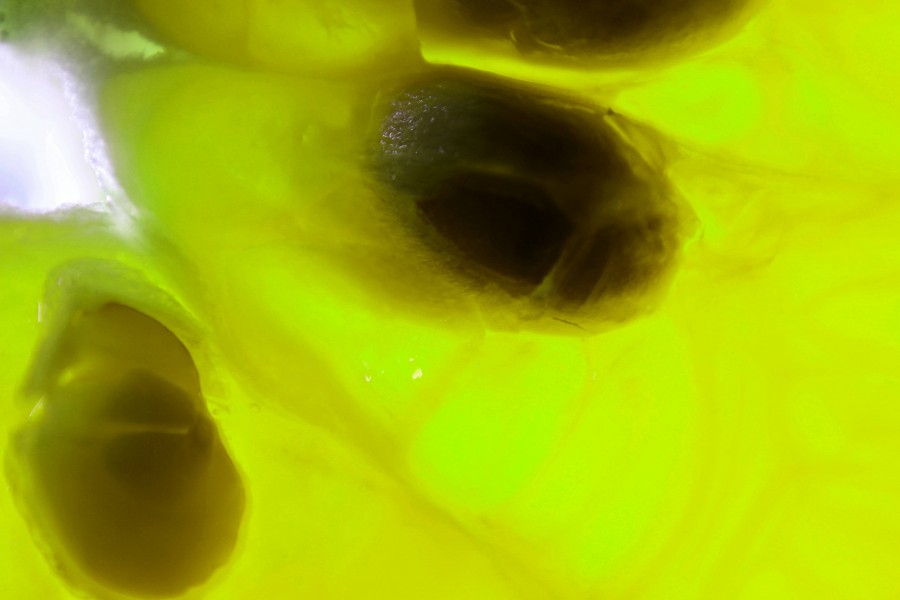 "Ensayo con gajos, amarillo" de Claudio H. Fibla