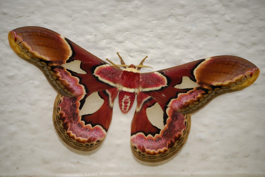 "mariposa" de Adrin De La Paz Rodrguez