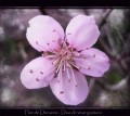 flor de durazno III
