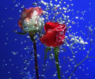 "flores en el agua" de Marcelo Alejandro Macaroni