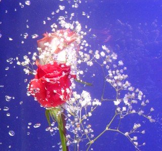 "acuatik flower" de Marcelo Alejandro Macaroni