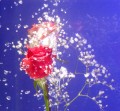 acuatik flower