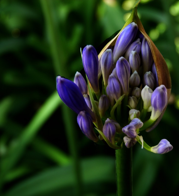 "flor del nio(agapantus azul)" de Beatriz Di Marzio