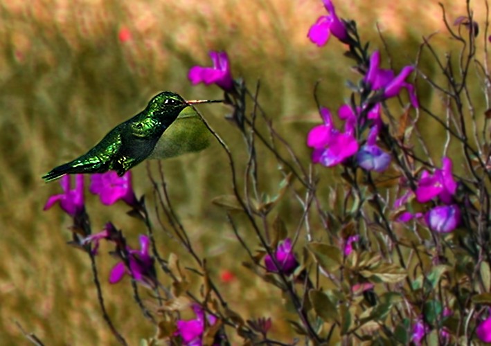 "colibr en silvestre" de Stella Maris Kippke