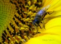 Zambullida en el polen