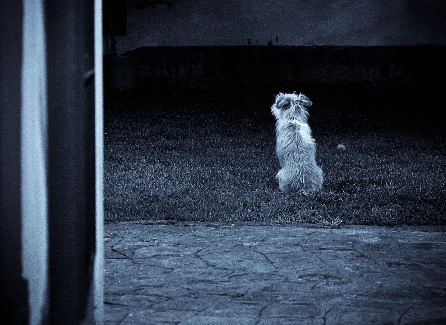 "Perro mirando al sudeste" de Carmen Nievas