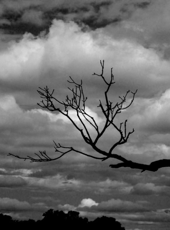 "tocar las nubes con tus ramas" de Vernica Dana